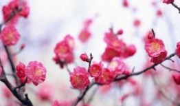 宫里太监是奴才，四到七数点玄机代表指是生肖，成语释义作答落实