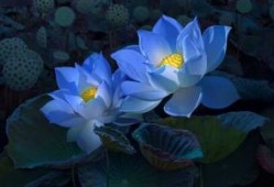 人民直击丨野生动物“肇事”之困 湖北这样解